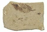 Leaf (Betula?) Fossil - McAbee, BC #255608-1